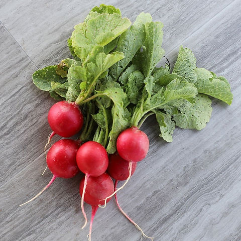 Radish