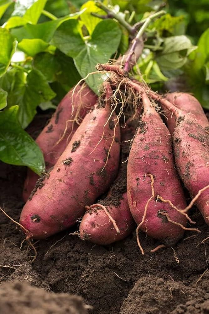 Sweet Potatoes