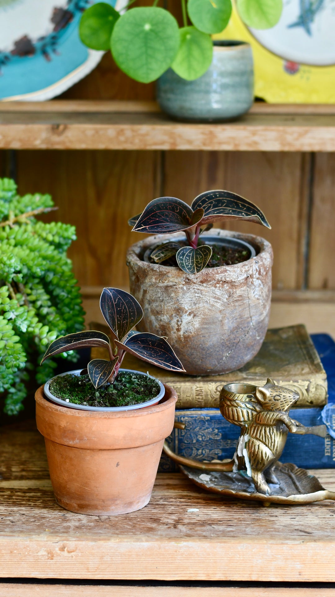 Black Jewel Orchid