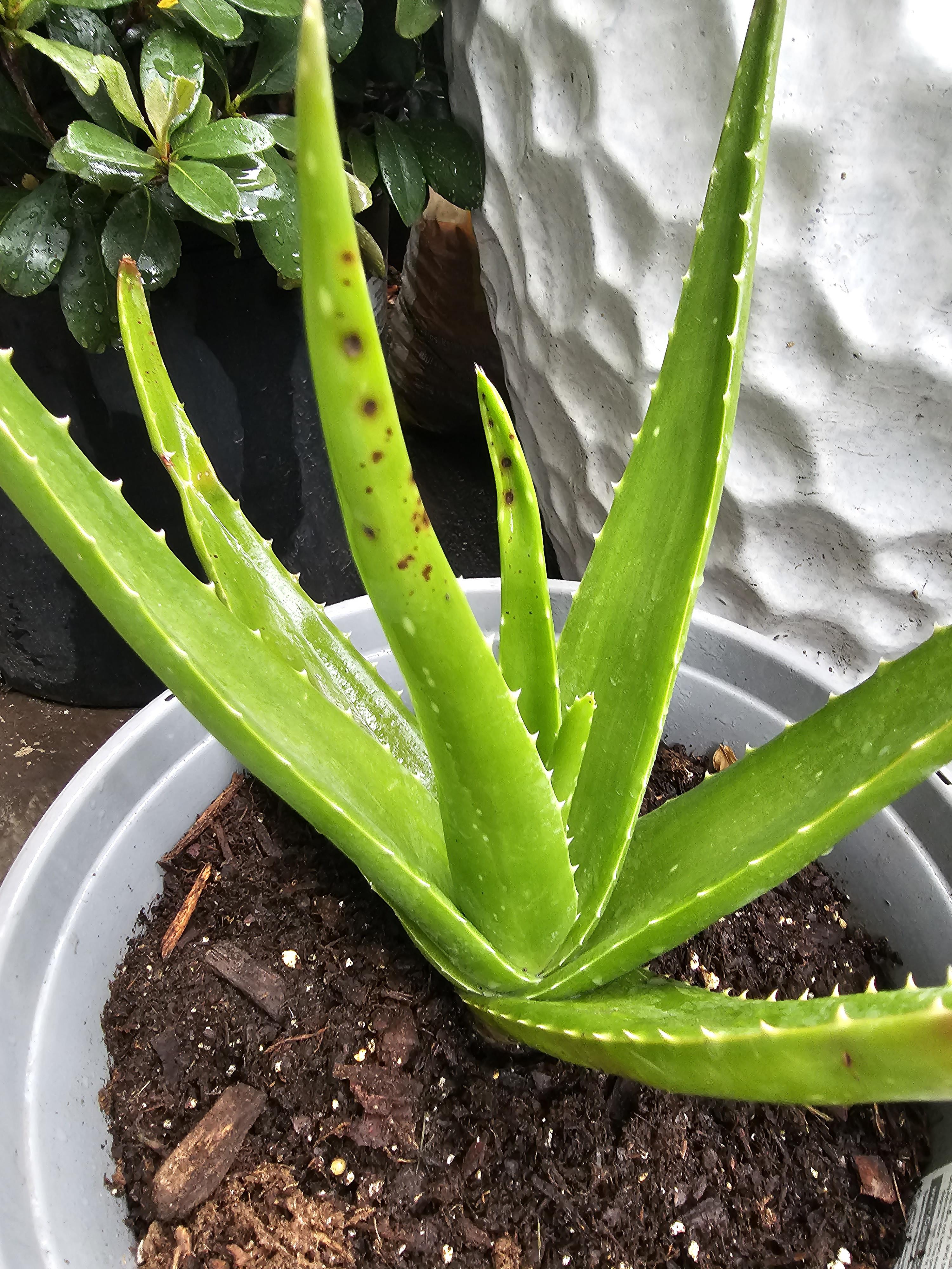 Diseases on Aloe