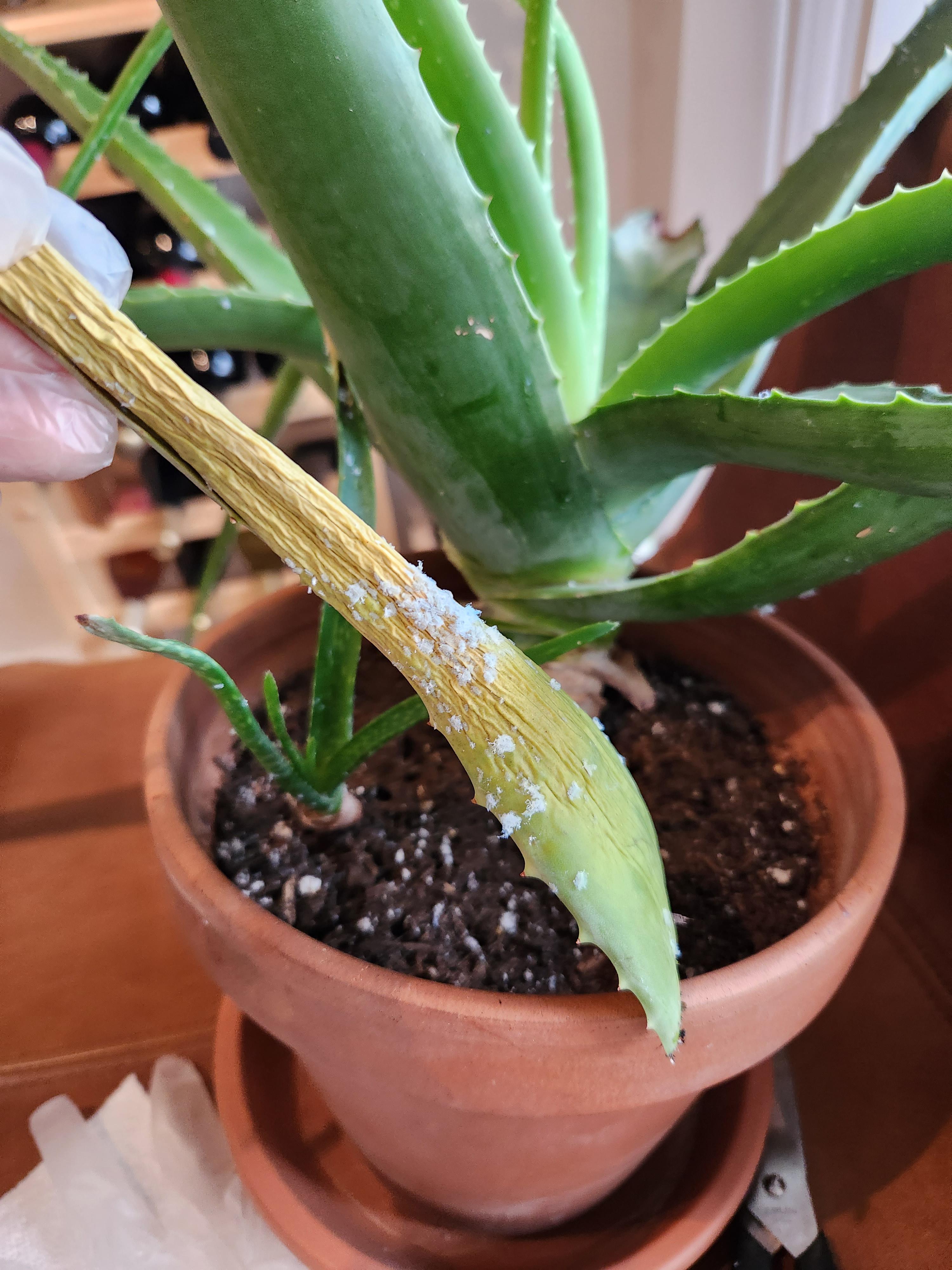 Pests on Aloe