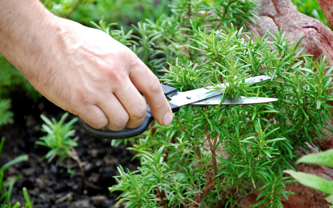 Pruning