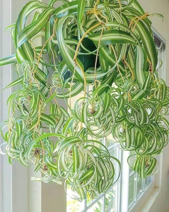 Appropriate Humidity Requirements of Spider Plants