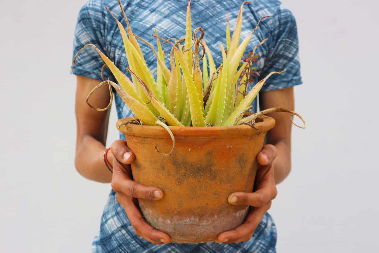 Overwatering Aloe Vera