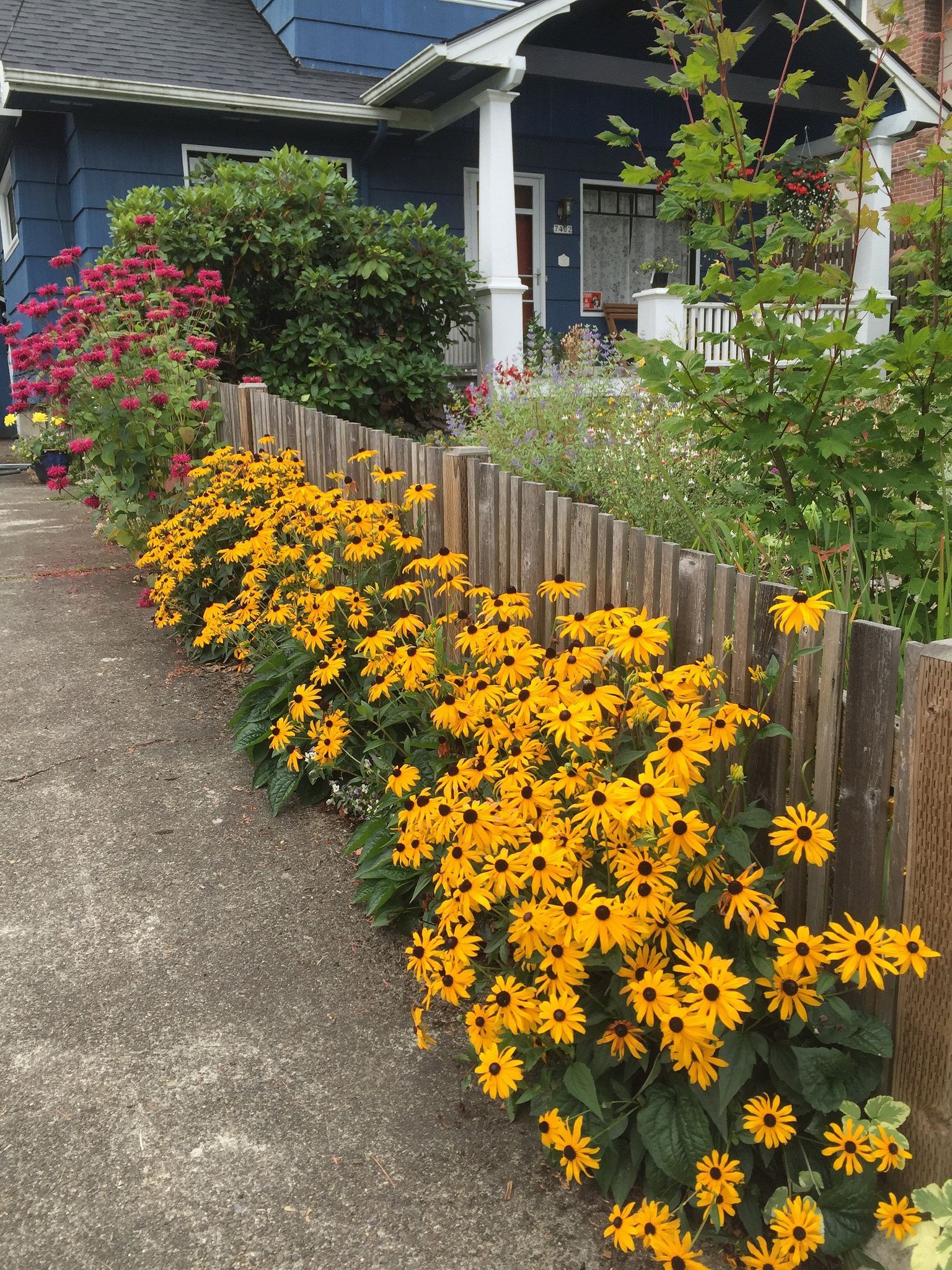 Black-eyed Susan