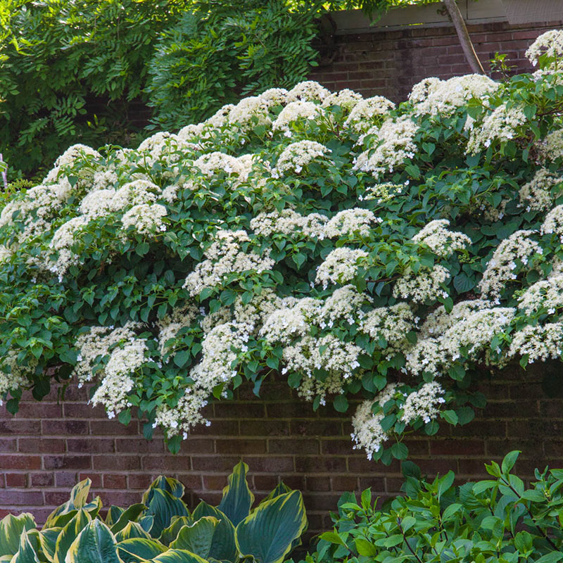 Climbing Hydrangeas