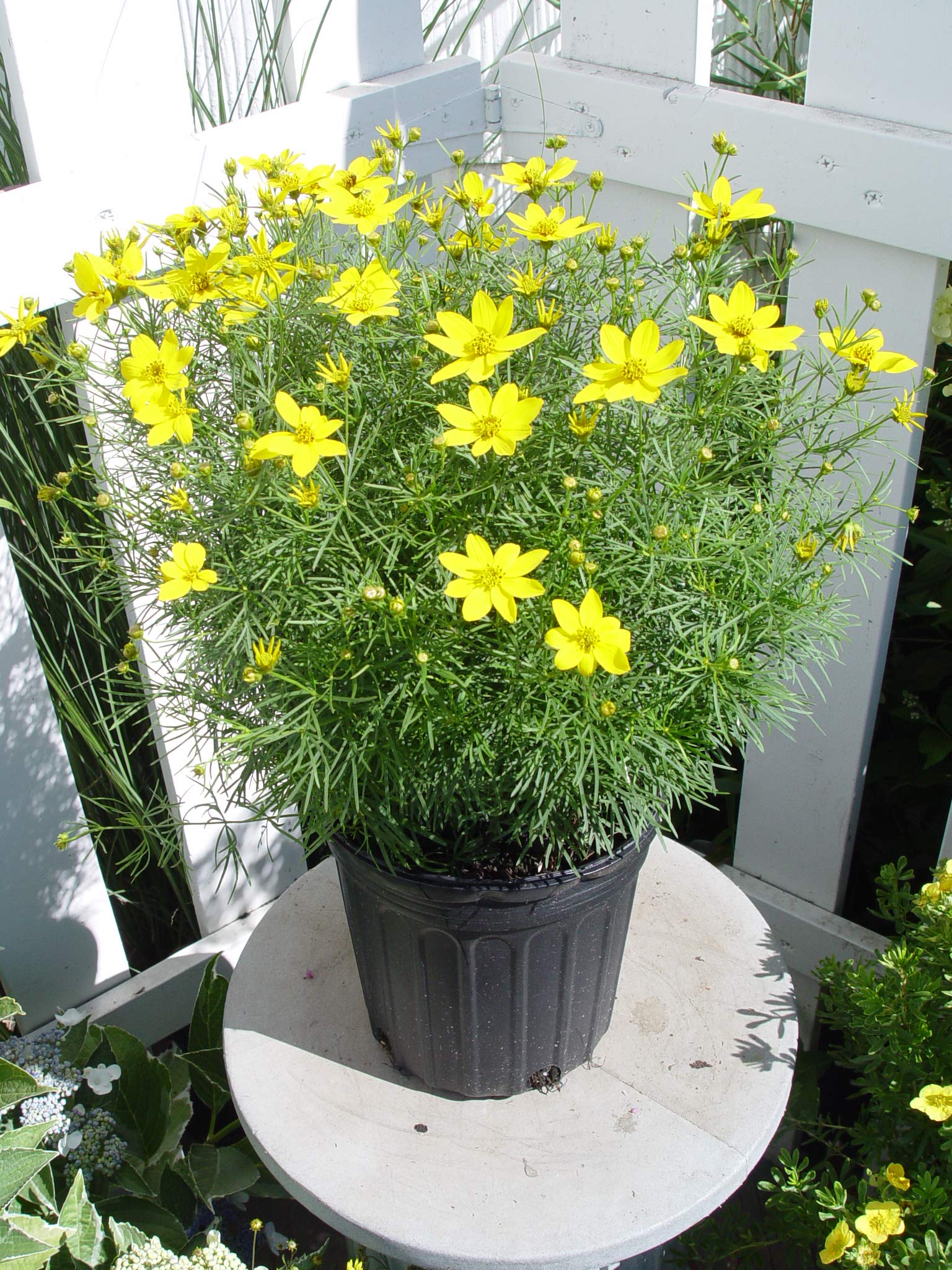 Coreopsis 