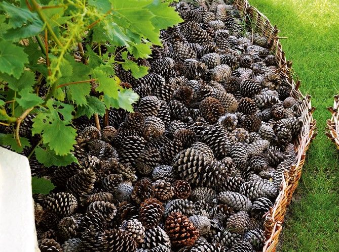 Pine Cones as Natural Mulch