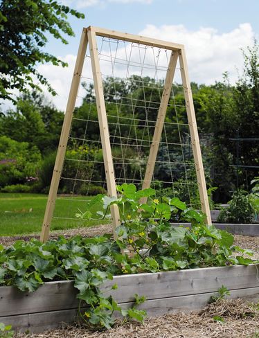 A-Frame Trellis