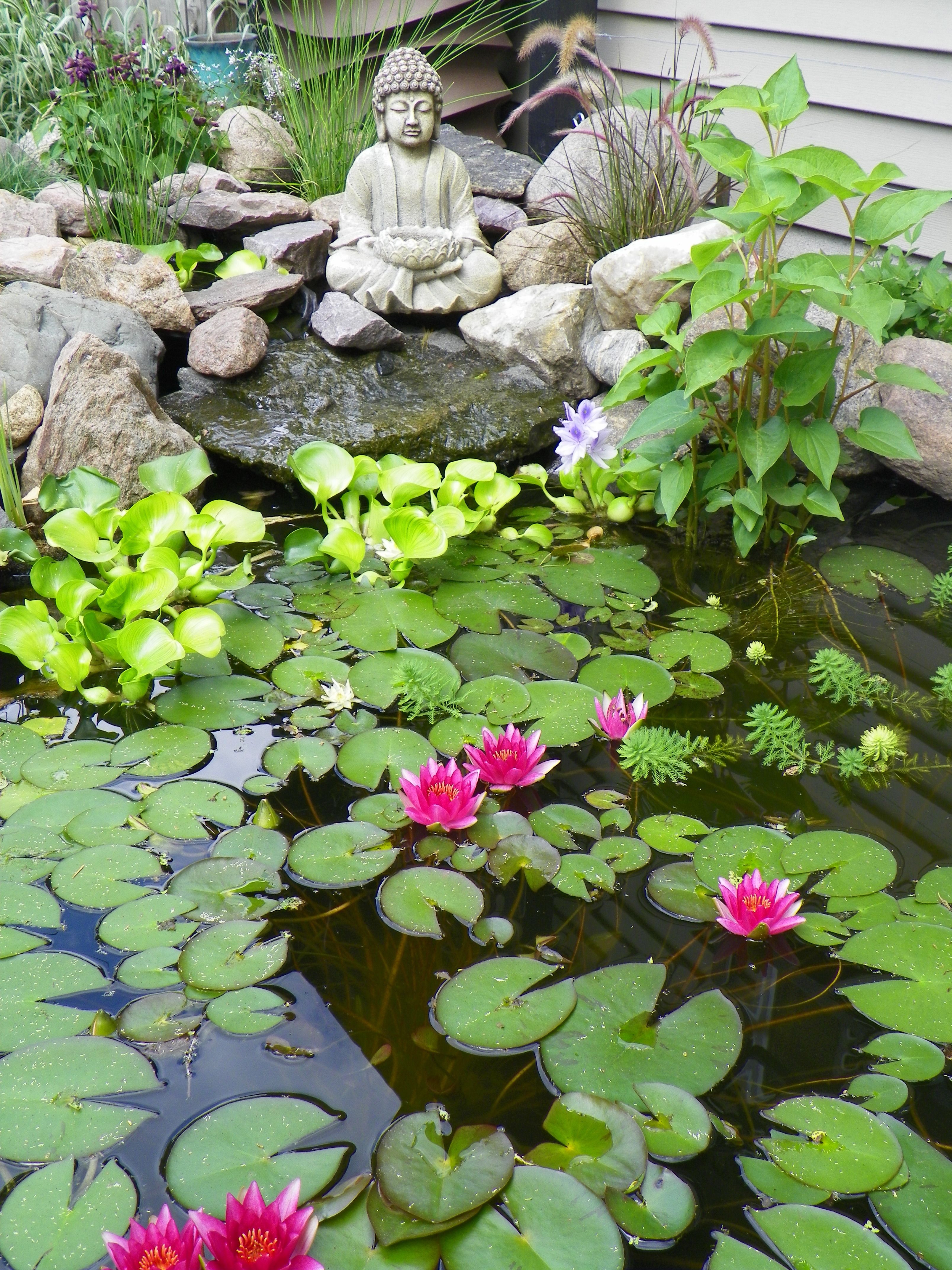 Zen-Inspired Lotus Pond Bed