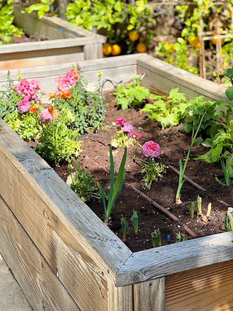 Reused Potting Soil for Raised Beds