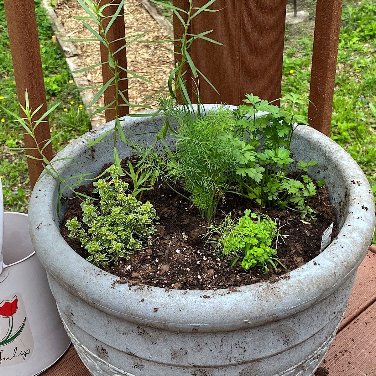 Cilantro and Dill