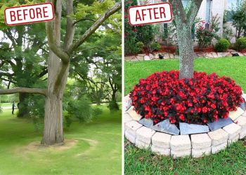 Adding Rocks and Plants Around Tree Areas