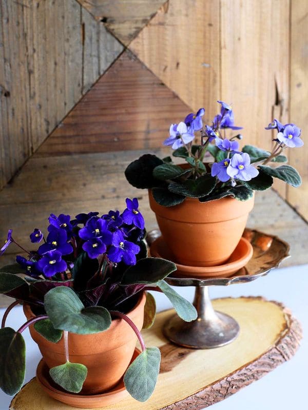 African Violet