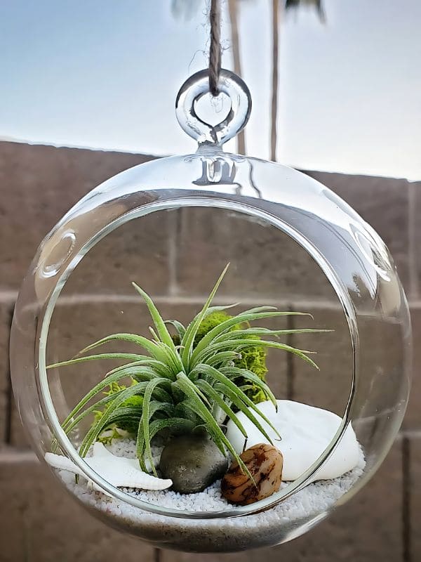 Air Plant