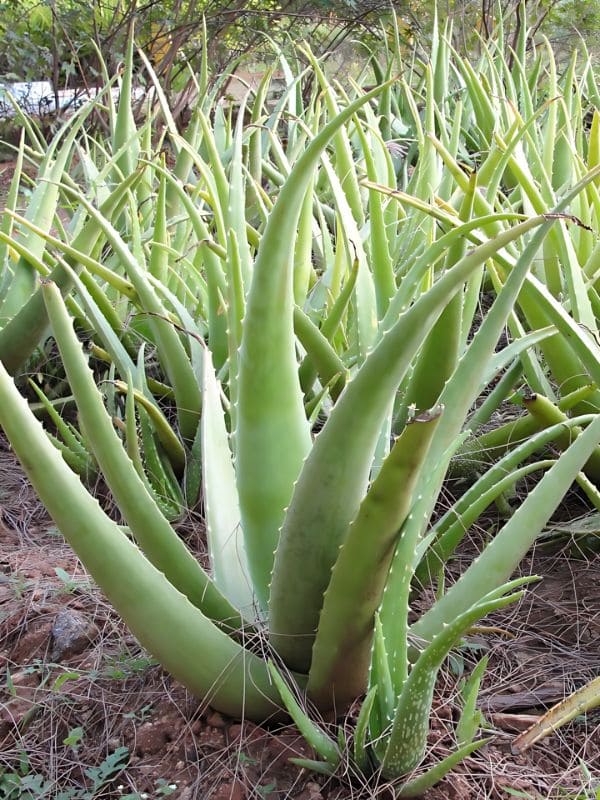 Aloe Vera