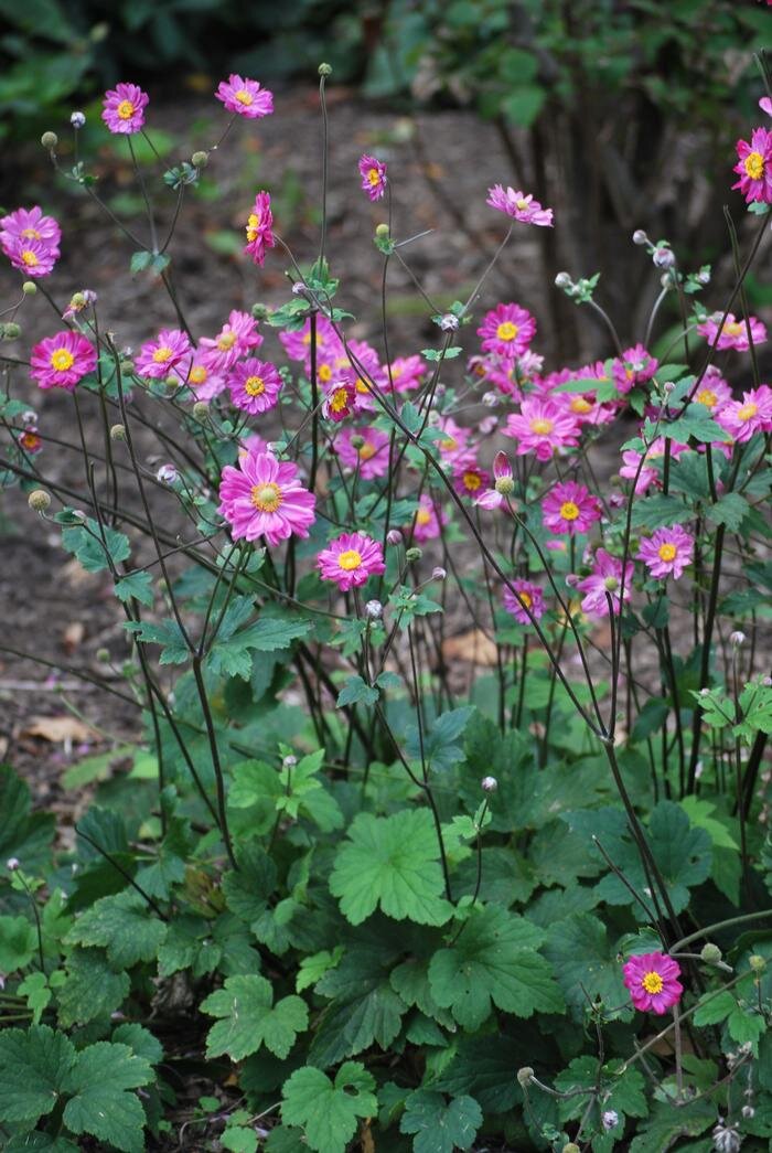 Fall-blooming Anemone