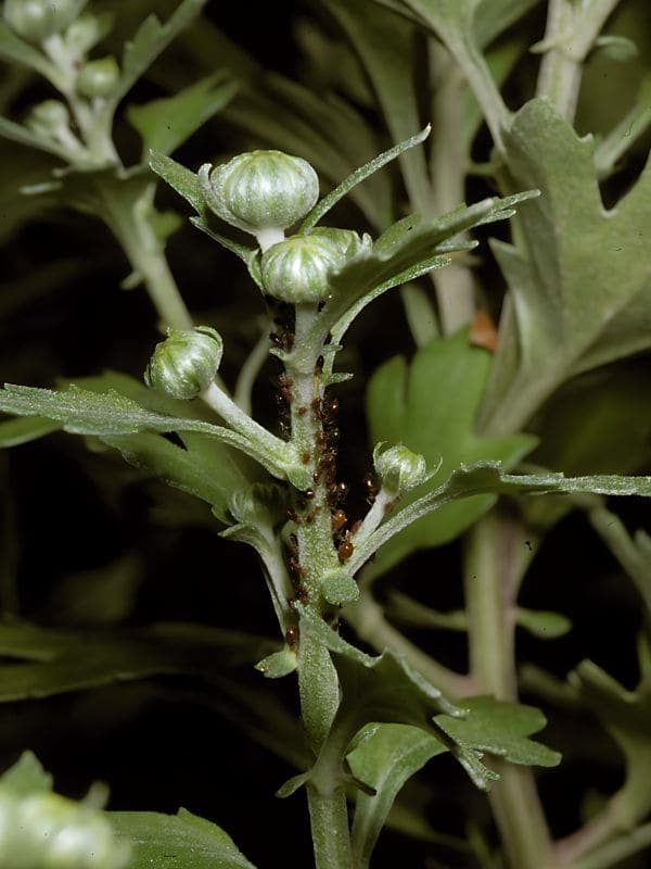 Aphids