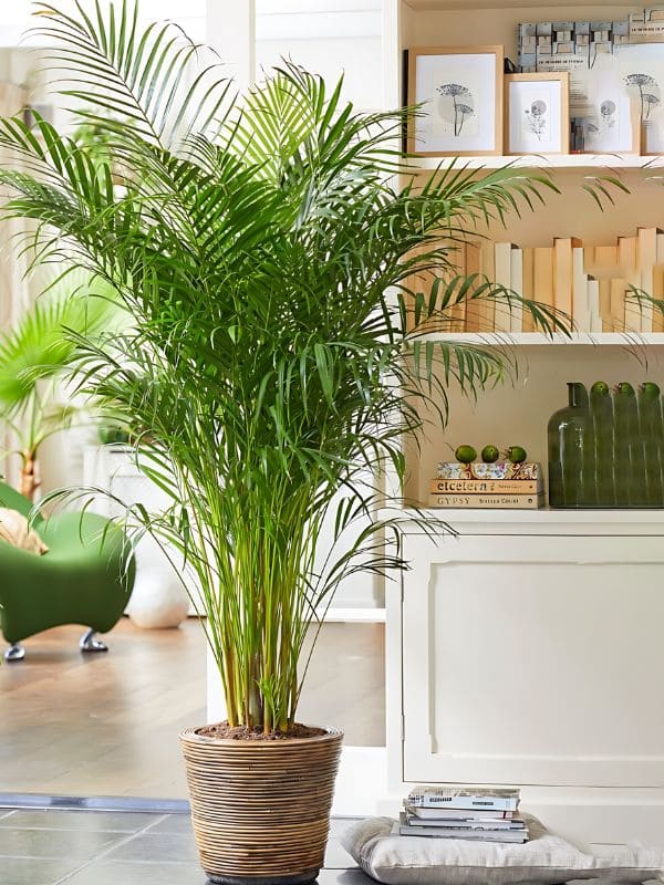 Areca Palm