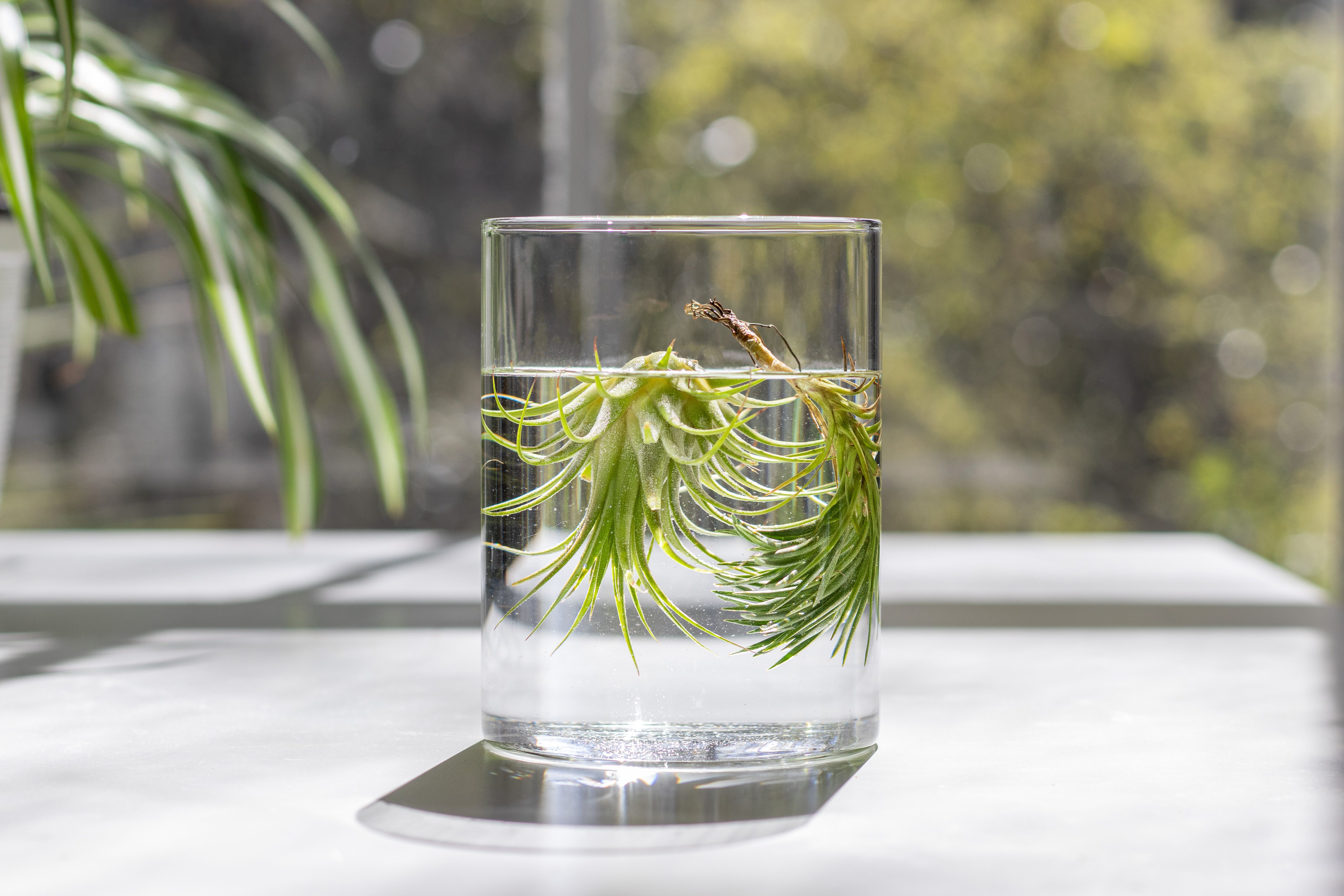 Caring for Your Air Plant