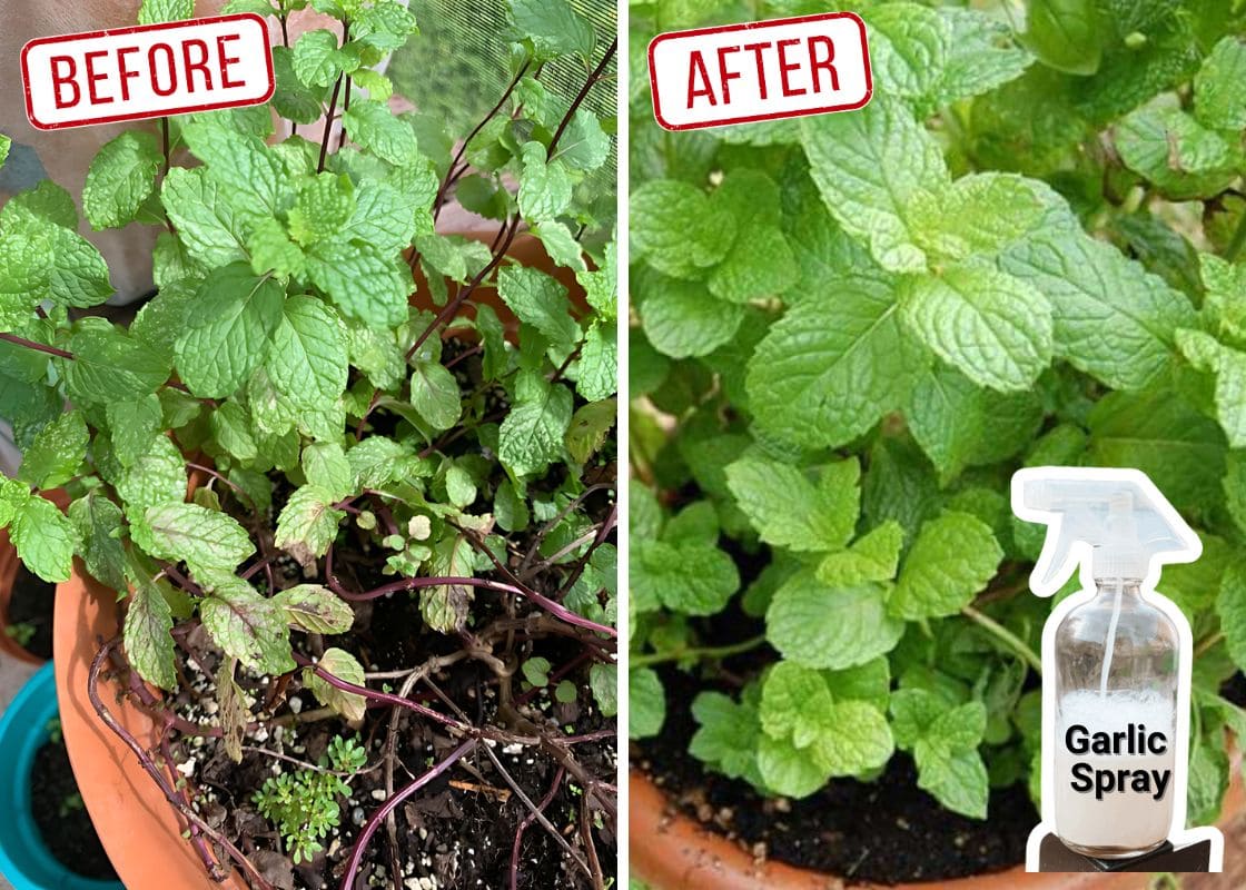 DIY Garlic Insect Spray For Your Plants