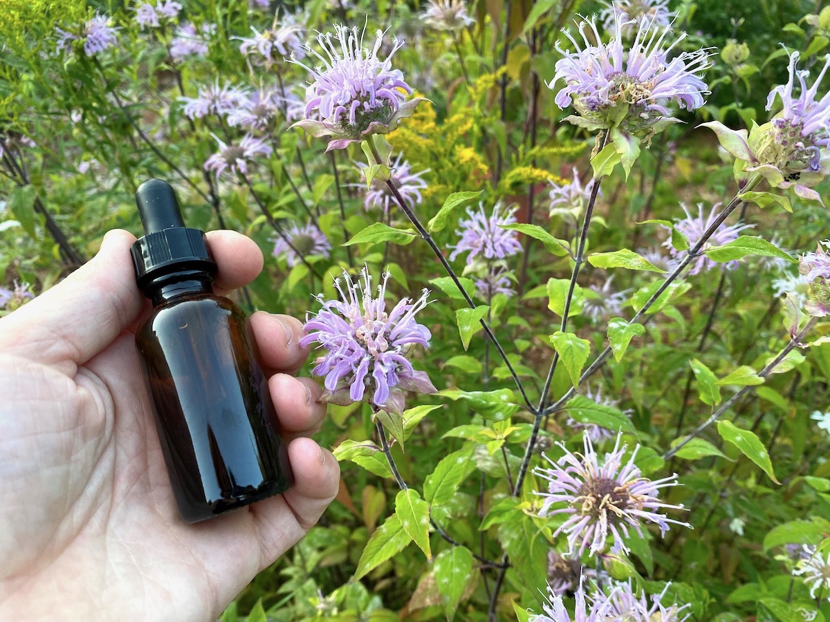 Medical Uses of Bee Balm