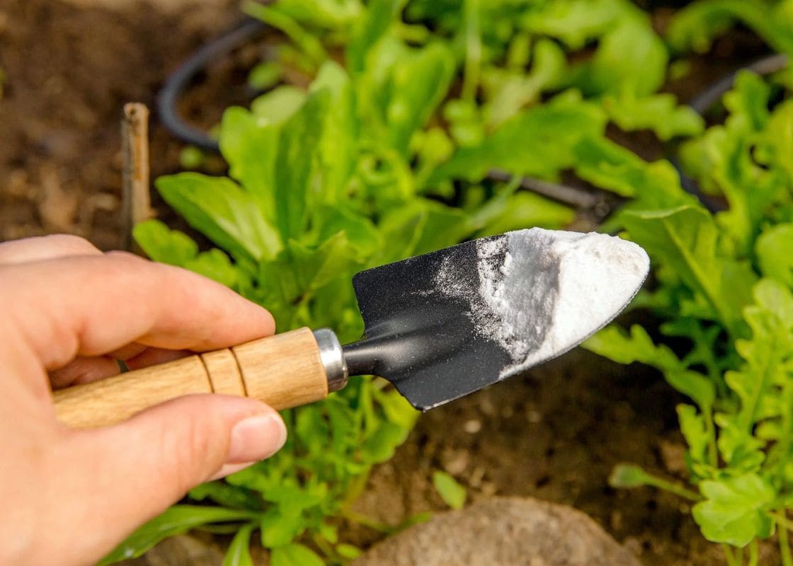 Here’s Why Baking Soda Is a Gardener’s Best Companion