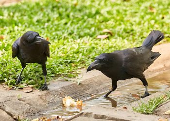 Benefits of Crows In The Garden