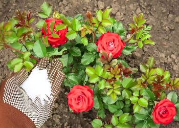 Benefits of Epsom Salt in Gardening