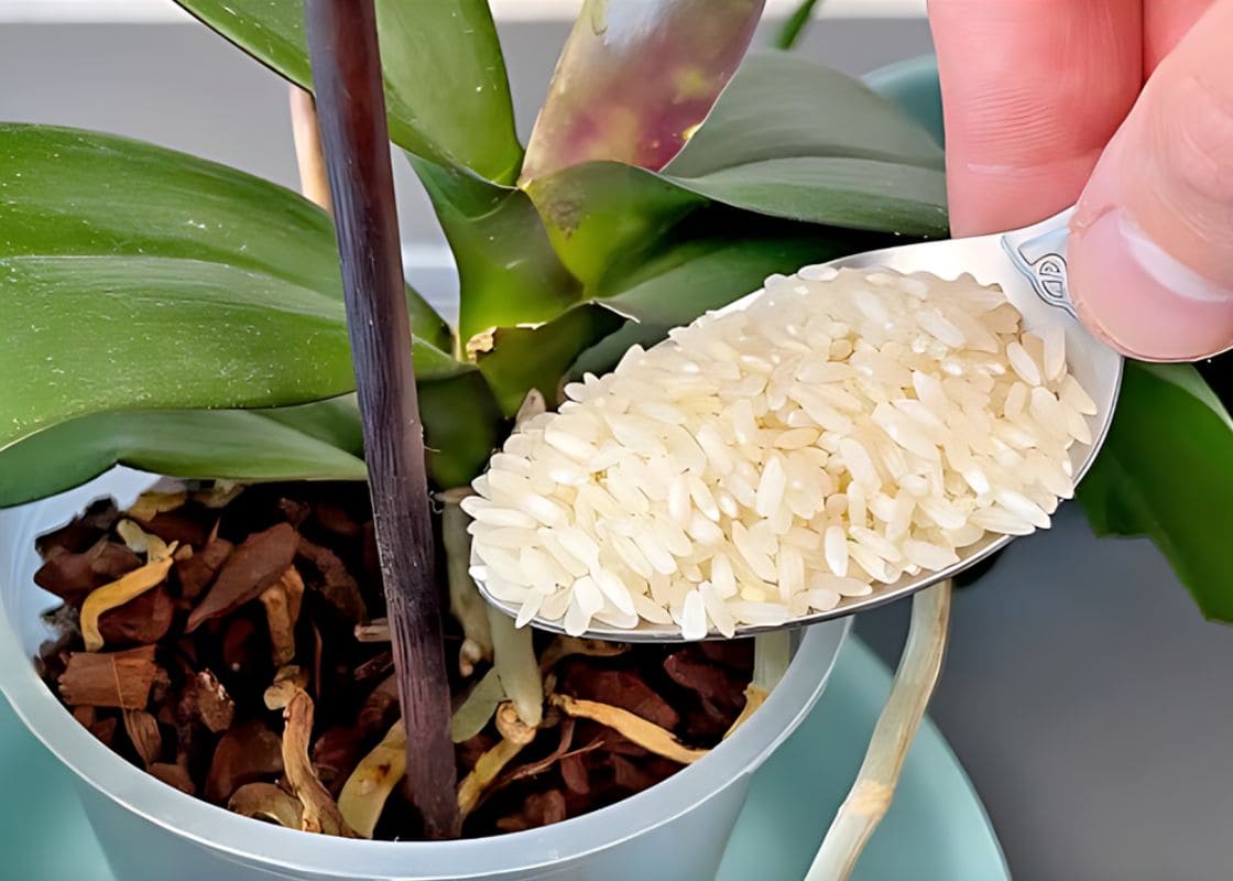 If Your Orchids Don’t Bloom, Try This Tip With Rice