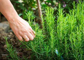 Benefits of Rosemary
