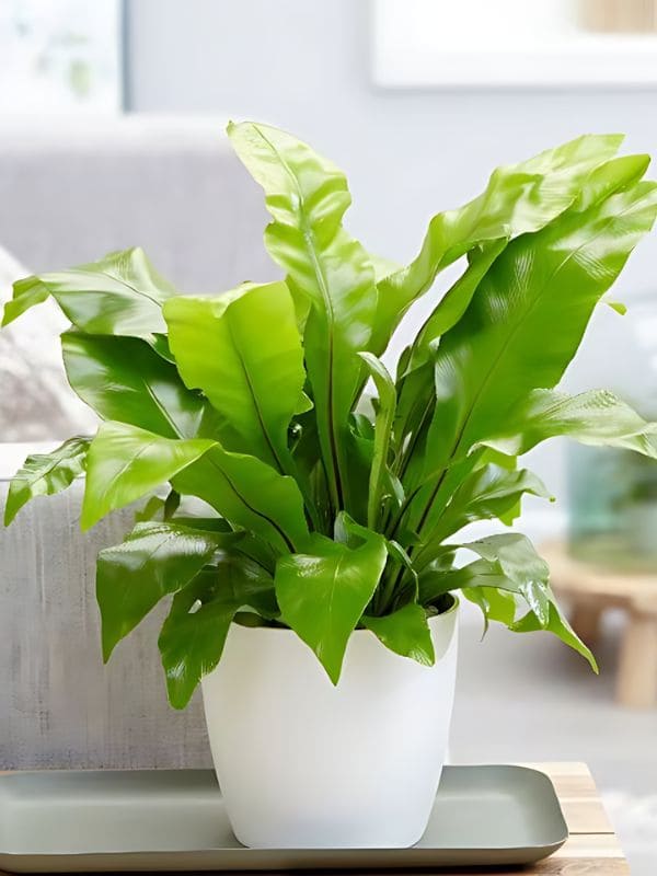 Bird’s Nest Fern