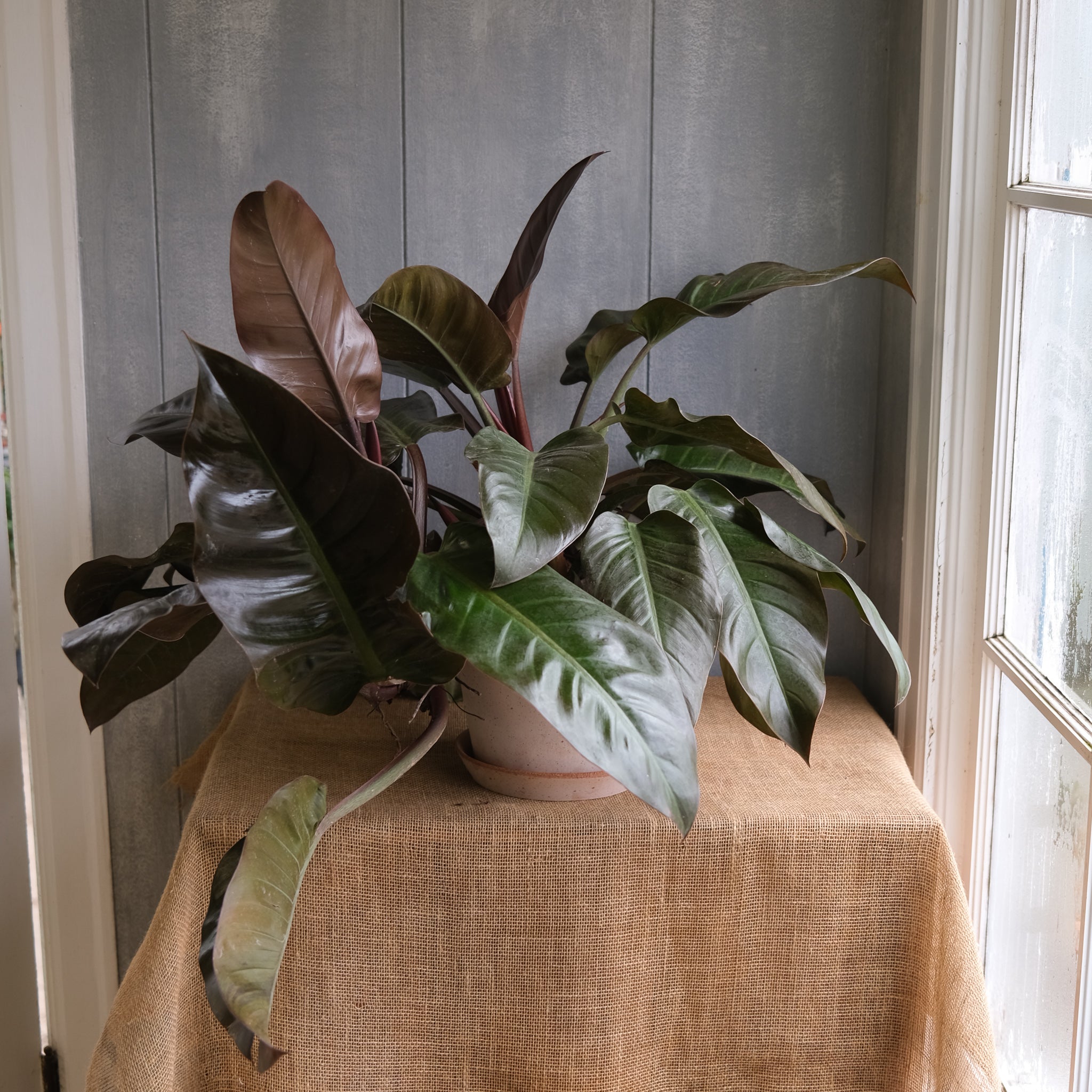 Black Cardinal Philodendron