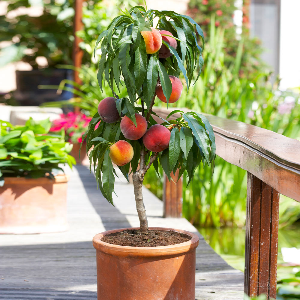 Dwarf Peach Tree