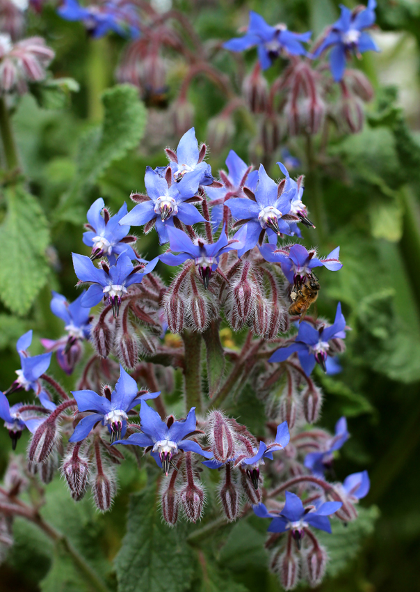 Borage