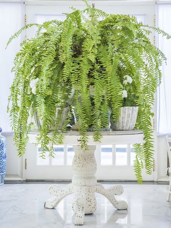 Boston Fern