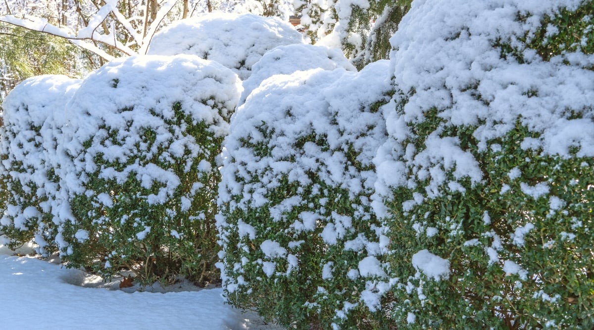 Garden in Winter