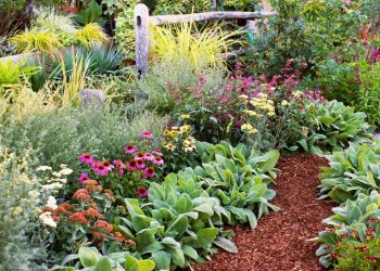 Breathtaking Plants to Transform Your Fall Border Garden