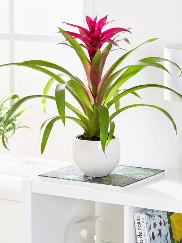 Bromeliad