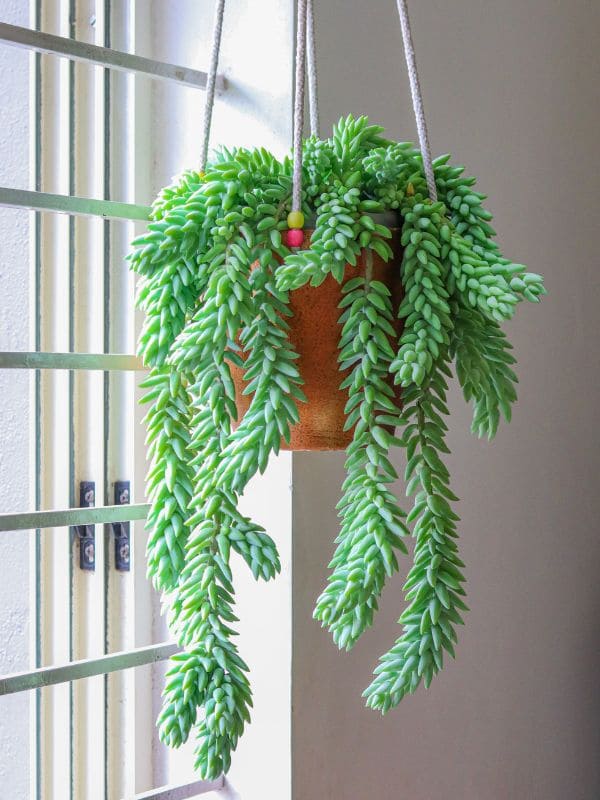 Burro’s Tail