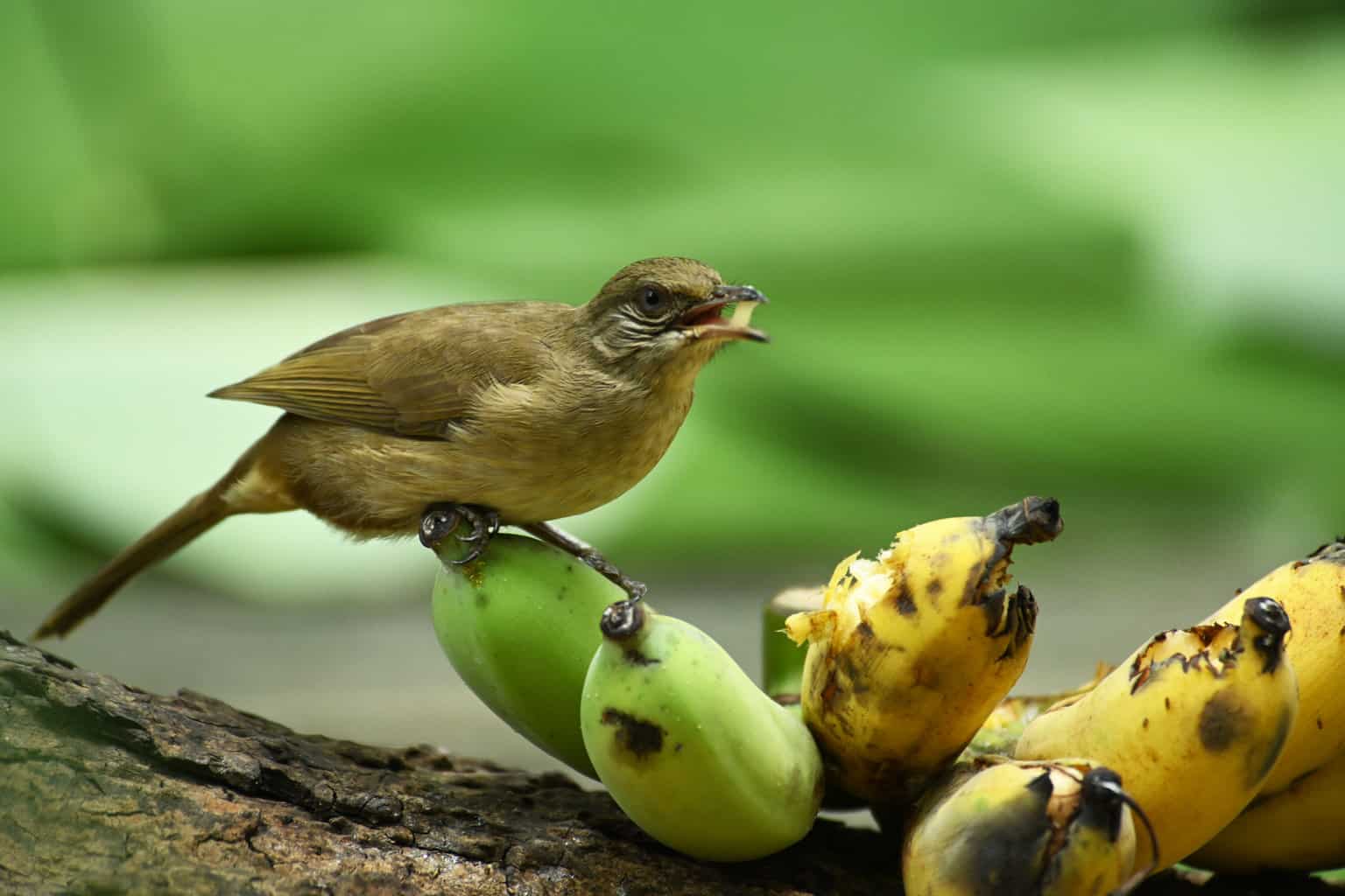 Banana Attracts Birds