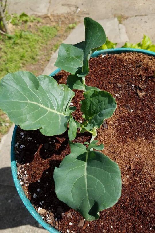 Soil and Water for Broccoli