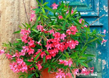 Caring For Oleander