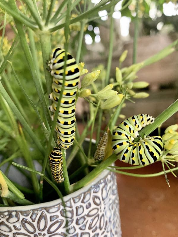 Caterpillars