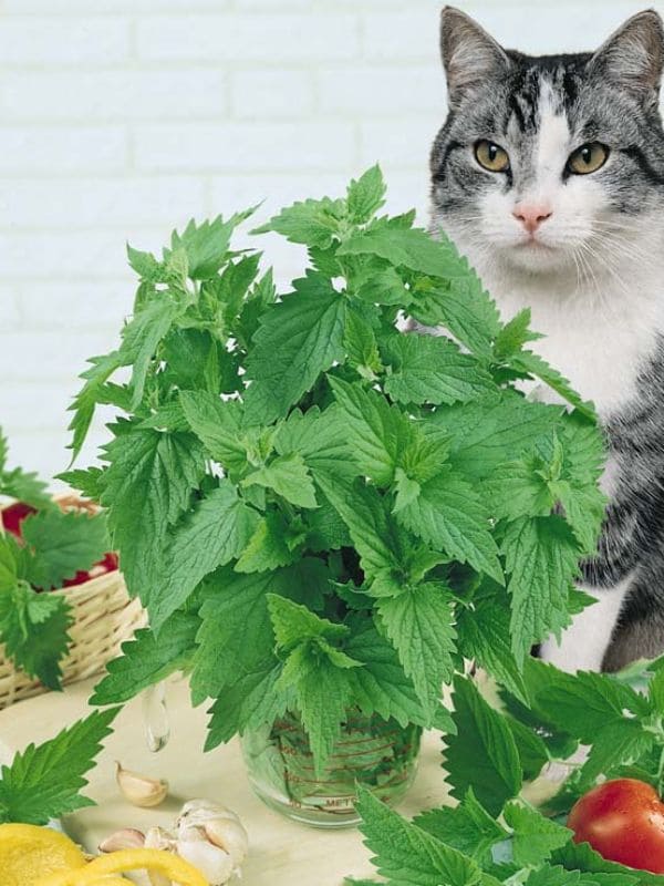 Catnip