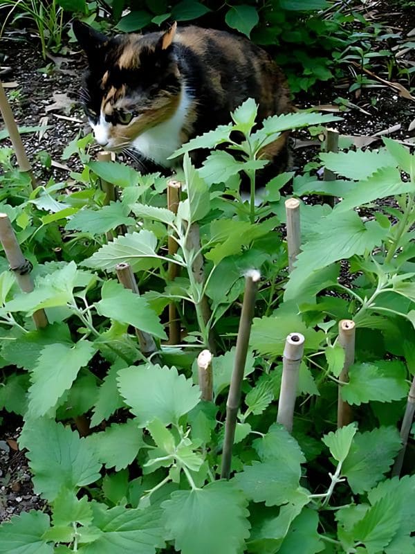 Catnip