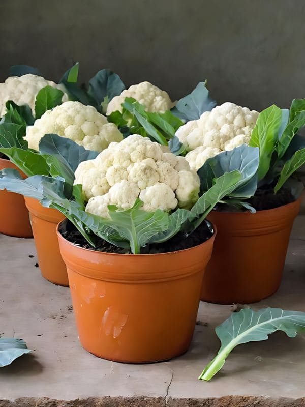 Cauliflower