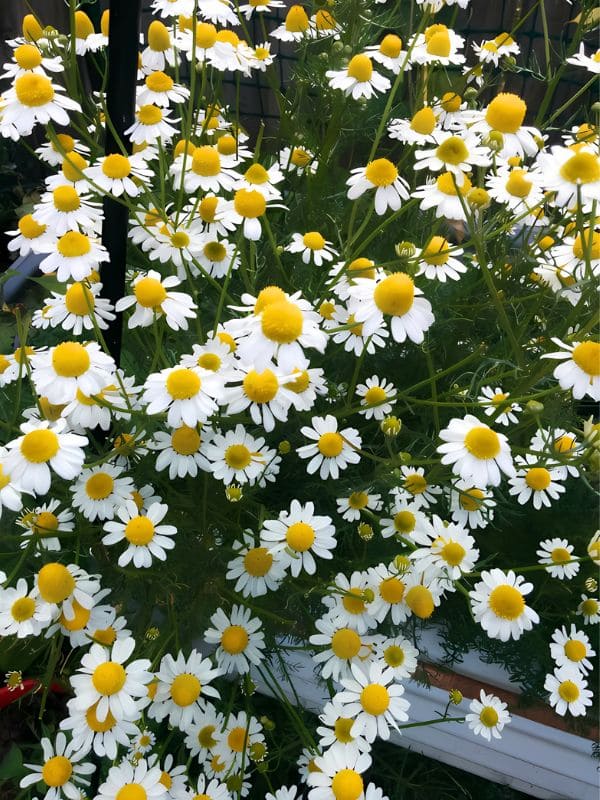 Chamomile