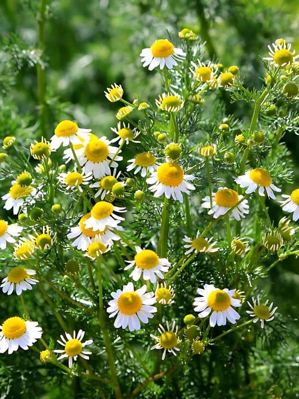 Chamomile