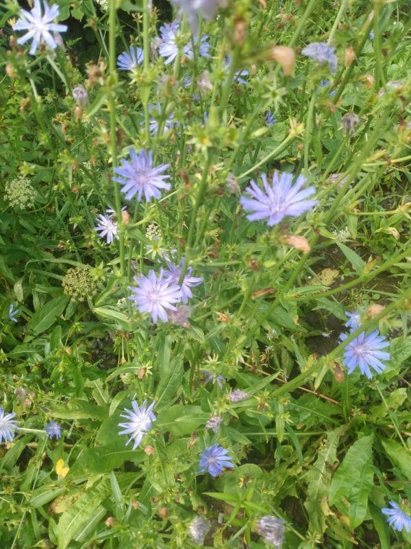 Chicory